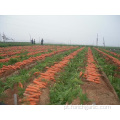 Tamanhos200-250g cenoura fresca na caixa